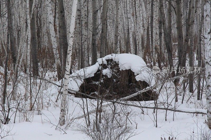 冬天的白桦林在雪/白雪覆盖的巢穴在白桦林/